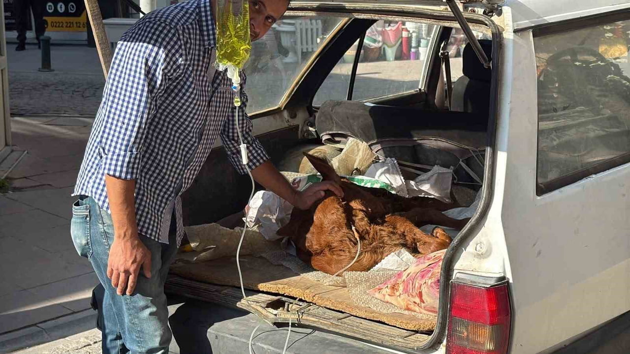 MUSA KARAKAYA, BUZAĞISININ BAŞINDAN AYRILMADI