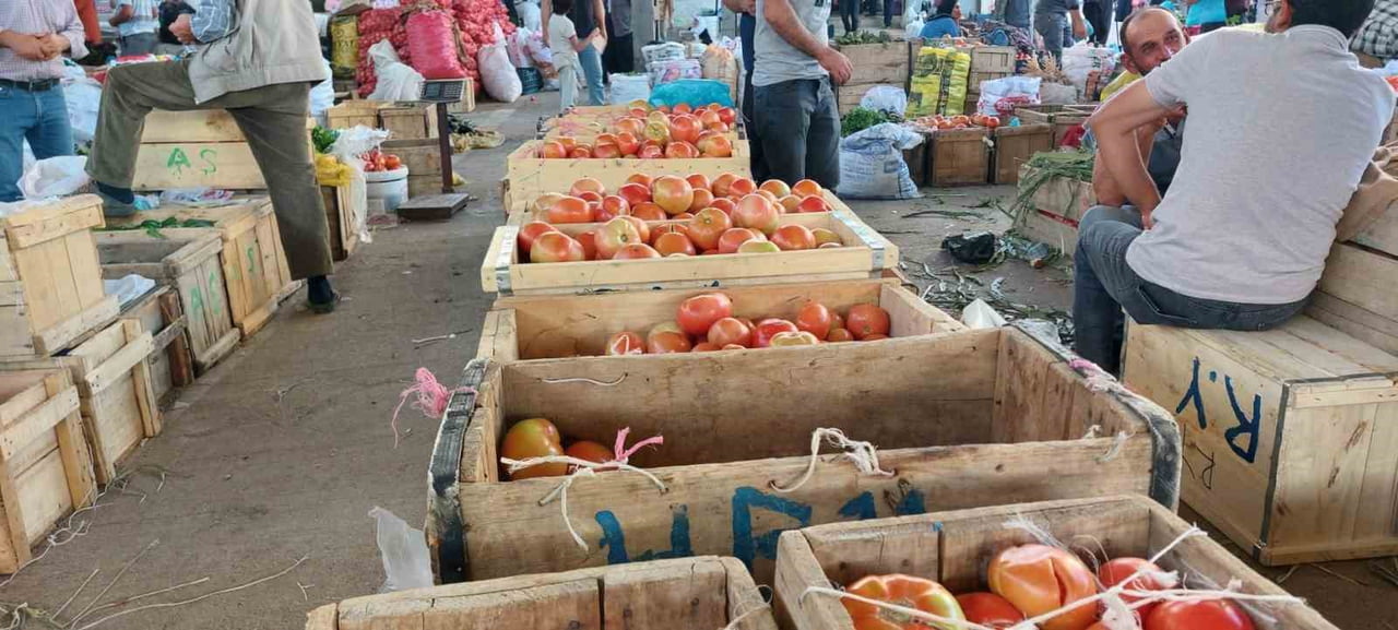 DİYARBAKIR’IN ÇÜNGÜŞ İLÇESİ ATALAR MAHALLESİ'NDE ATA TOHUMU DOMATES HASADI BAŞLADI.