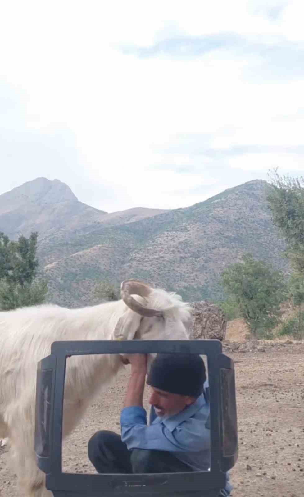 ELAZIĞ’DA KEÇİLERİNİ OTLATAN BİR ÇOBANIN, DAĞDA BULDUĞU KIRIK TELEVİZYON EKRANINI KULLANARAK...