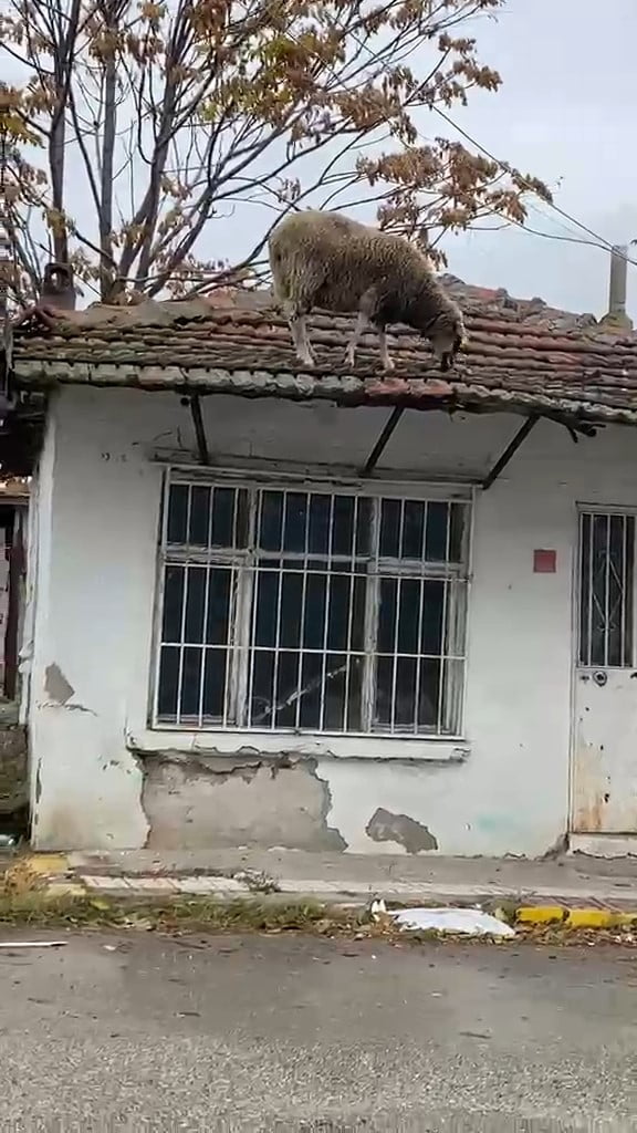 EDİRNE’DE ÇATIYA ÇIKAN KOYUN ŞAŞIRTTI