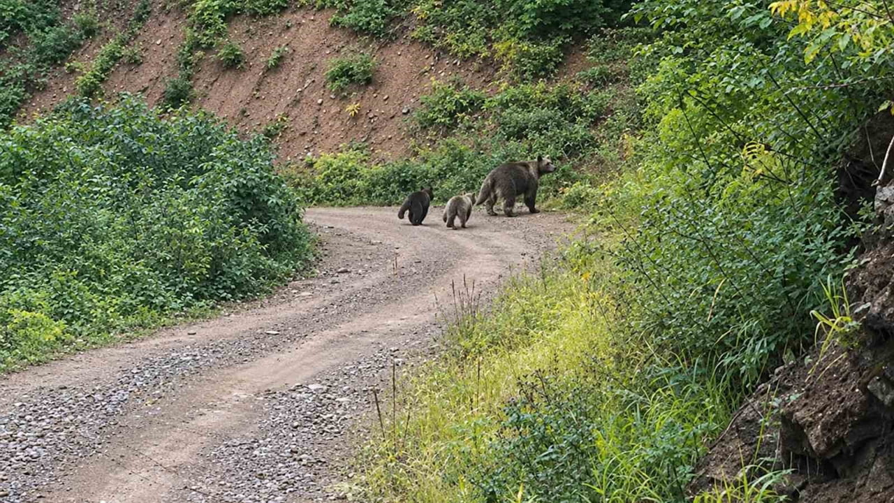 KASTAMONU'NUN PINARBAŞI İLÇESİNDEKİ ORMANLIK ALANDA, İKİ YAVRUSUYLA BİRLİKTE DOLAŞAN BOZAYI...