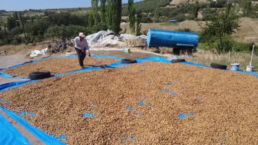 Demirci'nin badem bahçelerinde hasat heyecanı