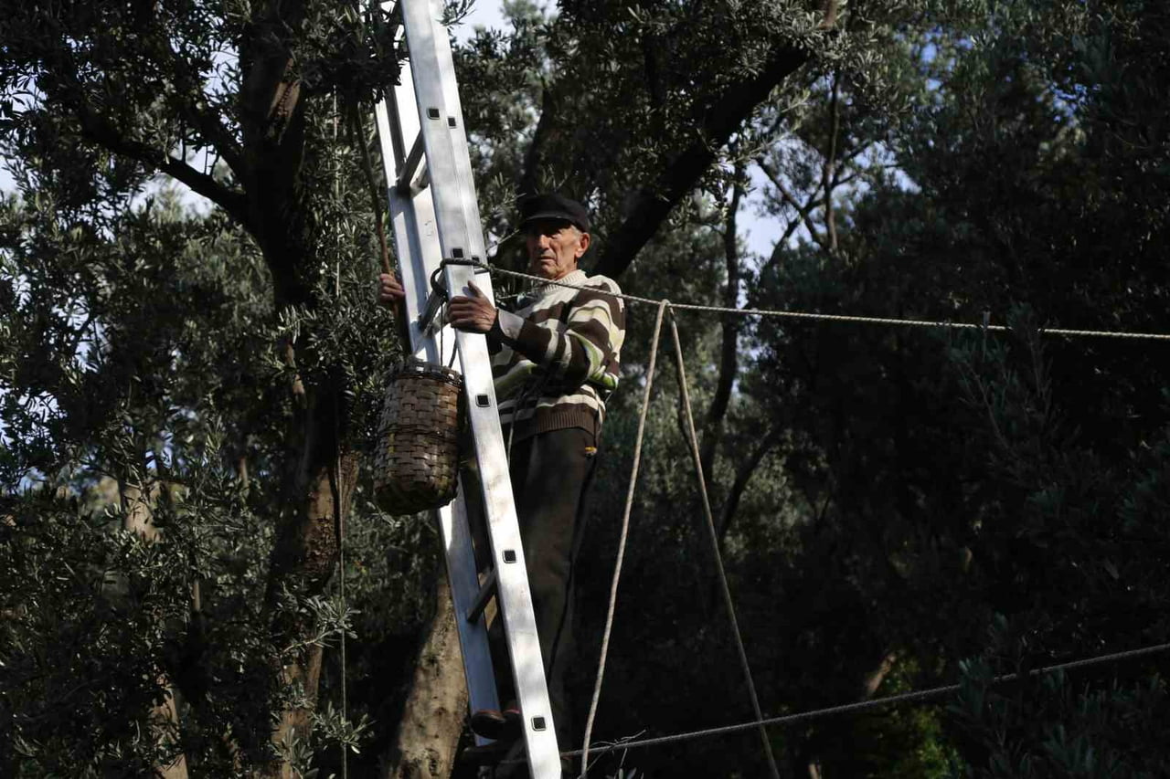 ARTVİN’DE 2026 YILI HASAT SEZONUNDA BUTKO CİNSİ SİYAH VE YEŞİL ZEYTİNİN KİLOGRAM FİYATI 400 TL...