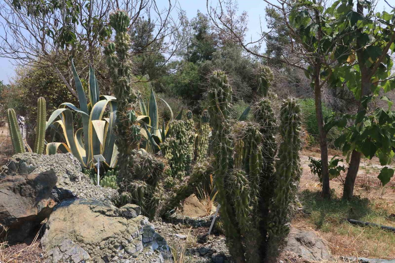 ADANA’DA BULUNAN VE YILLAR İÇERİSİNDE AĞAÇ GÖRÜNÜMÜNE ULAŞAN DEV KAKTÜSLER İÇİN ÇUKUROVA’NIN SICAK...