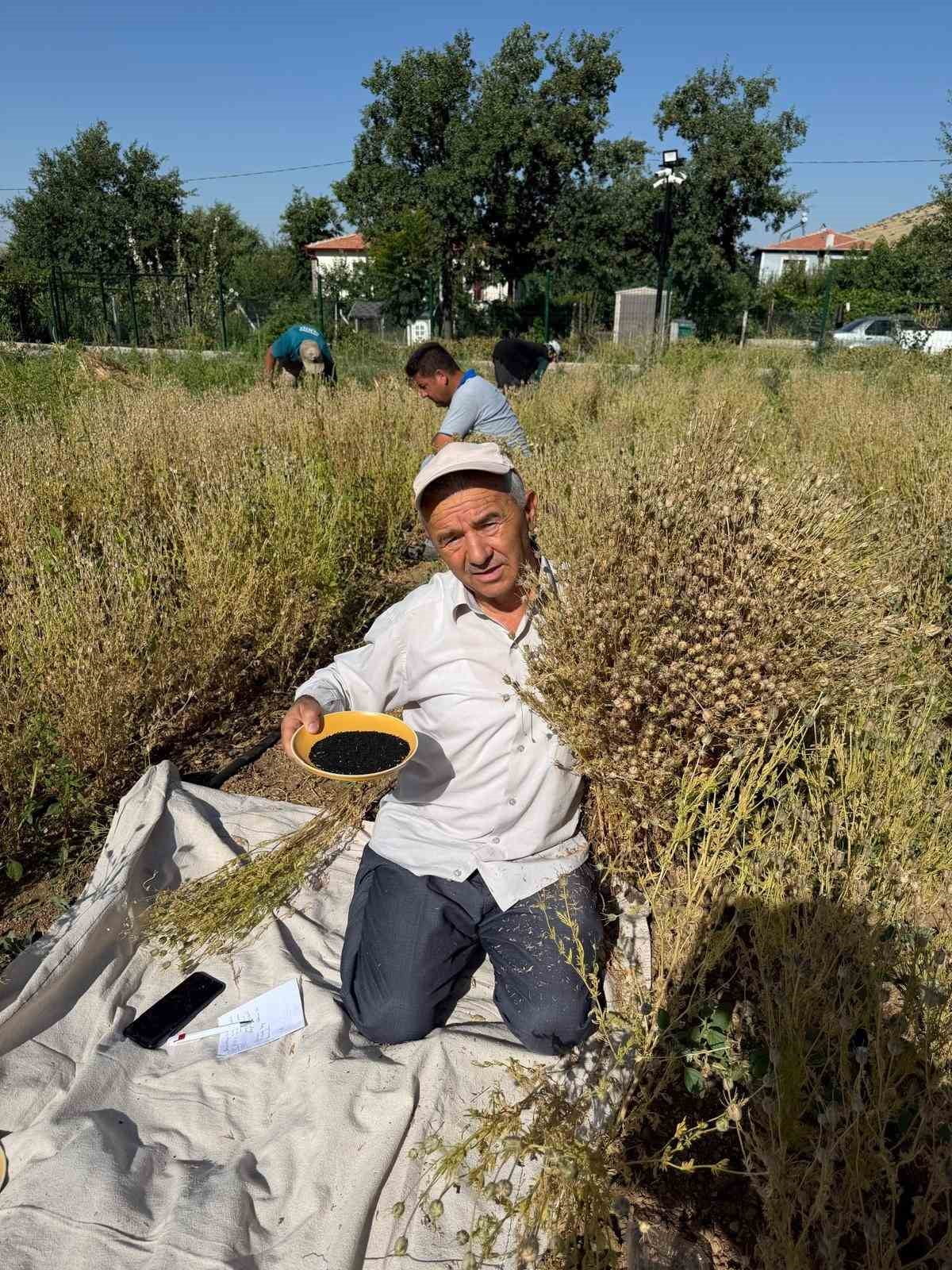 KAYSERİ’NİN DEVELİ İLÇESİNDE ÇÖREK OTU HASADI YAPILMAYA BAŞLANDI.