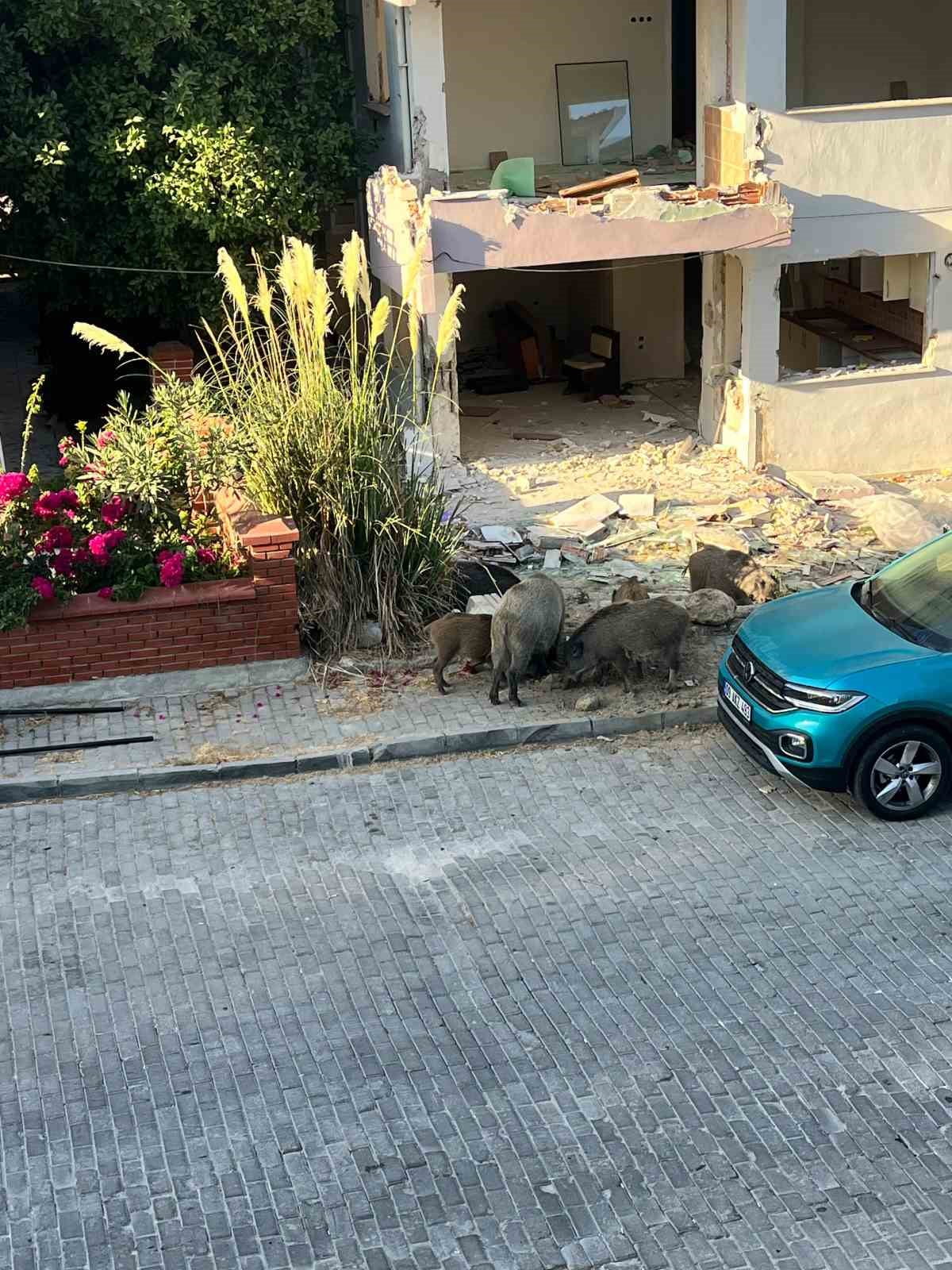 AYDIN'IN KUŞADASI İLÇESİNDE GÜNDÜZ VAKTİ YERLEŞİM ALANINA KADAR İNEN DOMUZ SÜRÜSÜ, BİNALARIN...