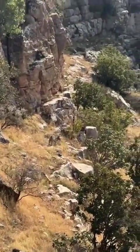 BATMAN’IN GERCÜŞ İLÇESİNE BAĞLI GÖNÜLLÜ KÖYÜNDE, NESLİ TEHLİKE ALTINDA BULUNAN ÇİZGİLİ SIRTLAN CEP...
